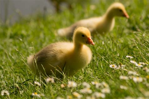 Ducks Farm Animals Facts And News