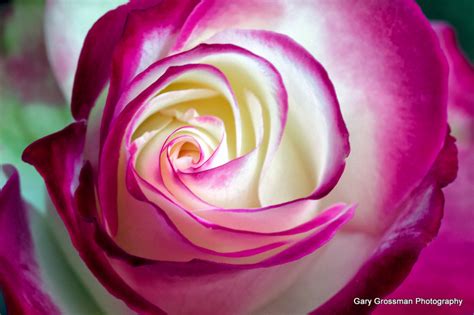 Ocean Rose Rose Small Rose Formal Garden