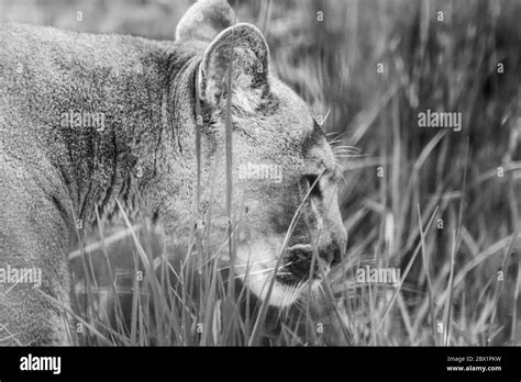 Cougar Black And White Stock Photos And Images Alamy