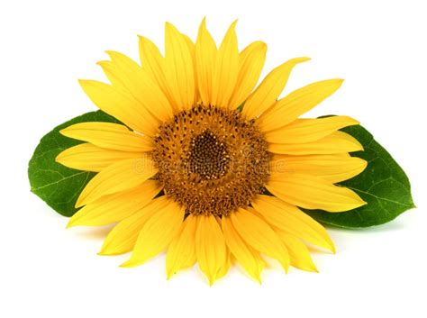 Sunflower With Leaves Isolated On White Background Close Up Stock Image