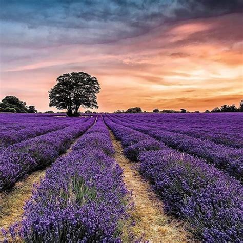 10 Uk Lavender Fields You Need To Visit This Summer London Somerset