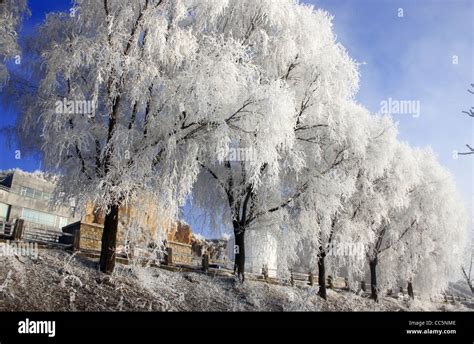Ice Rimmed Trees Jilin Jilin China Stock Photo Alamy