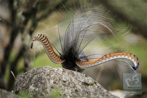 Superb Lyrebird The Fancy Tail Feathers Of The Male Superb Flickr