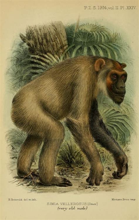 Notes On Anthropoid Apes Mammals Chimpanzee Anthropoid Ape