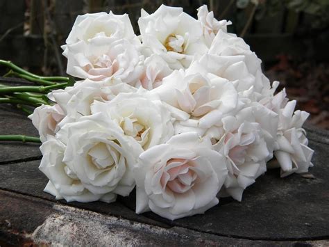 White Majolica Spray Roses Spray Roses Wedding Flowers Flowers