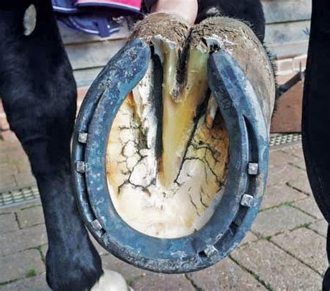Defining And Fixing A Horses Club Foot