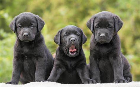 Download Wallpapers Black Labradors 4k Retriever Puppies Dogs Cute
