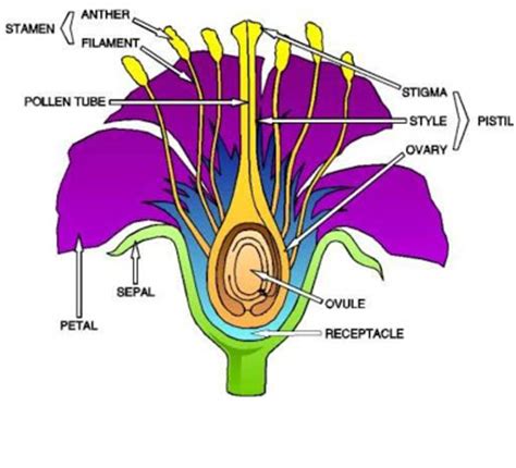 This is where the flower is fertilized. Martha Stewartversiontissue Paper Flower - Cutest Baby Contest