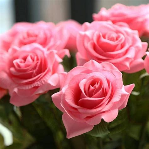 Wow 11 Bunga Mawar Soft Pink Gambar Bunga Indah