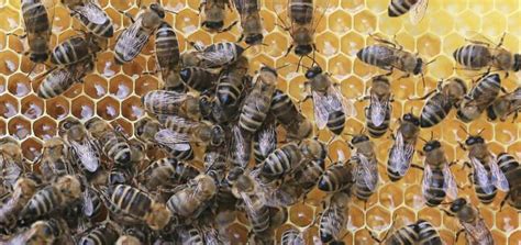 Do Bees Eat Honey Beehivehero