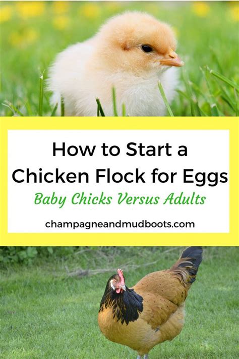 Outlines The Pros And Cons Of Starting With Baby Chicks Or Adult Hens