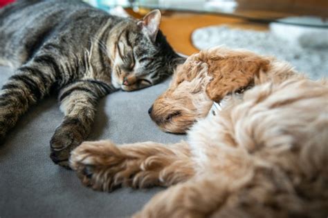 Can This Relationship Work Tips For Keeping Dogs And Cats