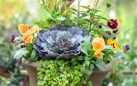 Creating Containers For Fall And Winter Merrifield Garden Center