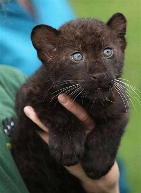 Baby Black Jaguar Cute Baby Animals Cute Animals Baby Animals