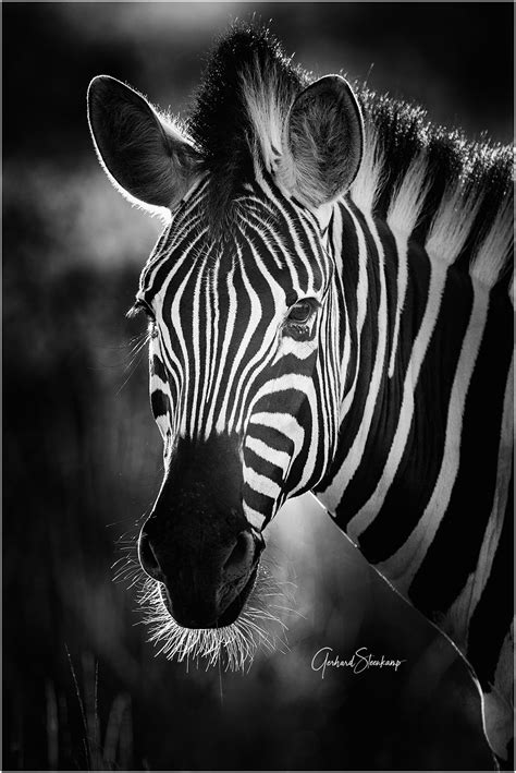 Backlit Zebra Gerhard Steenkamp Photography