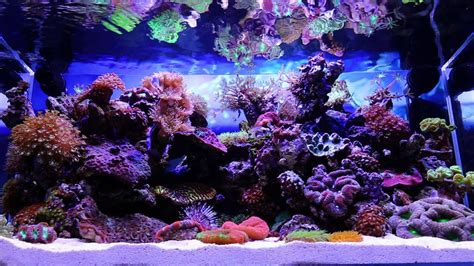 Tmc Reef Displays At Aqua Telford 2013 Youtube