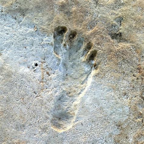 Fossil Footprints Are Oldest Found In Americas