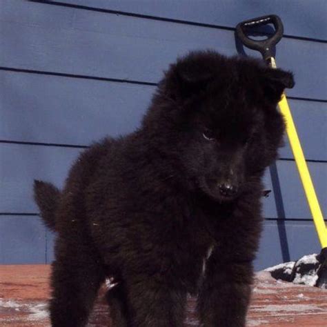 Below is the list of puppy for sale ads on our site. AKC Groenendael Puppies ( Belgian Sheepdogs) for Sale in ...