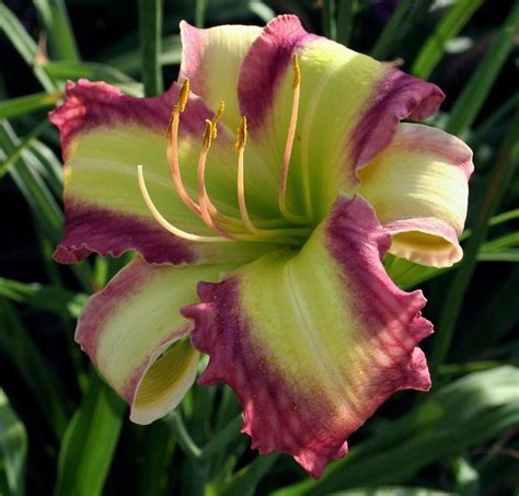 Daylily Hemerocallis Time Stopper In The Daylilies Database