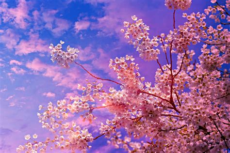 Cherry Blossom Tree 4k Wallpaper Aesthetic Imagesee