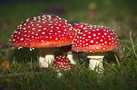 Fly Agaric Amanita Muscaria Mushrooms Growing In The Grass