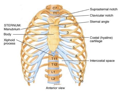 Anatomy Of Chest Wall Thorax Basicmedical Key Occurs By