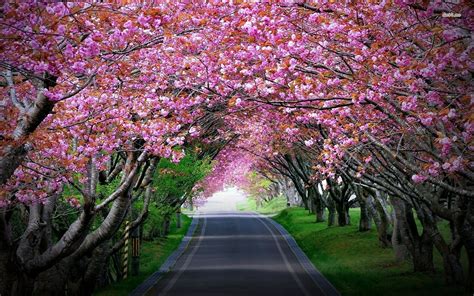 Cherry Blossom Tree Wallpaper Wallpapersafari