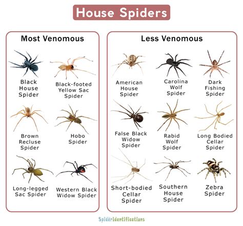 Types Of House Spiders Cheap Outlet Save 59 Jlcatjgobmx