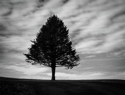 Lone Tree In Winter Photograph By Michael Saunders Fine Art America