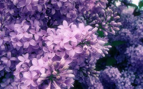 Purple Aesthetic Flower Purple Flowers Aesthetic Pinterest