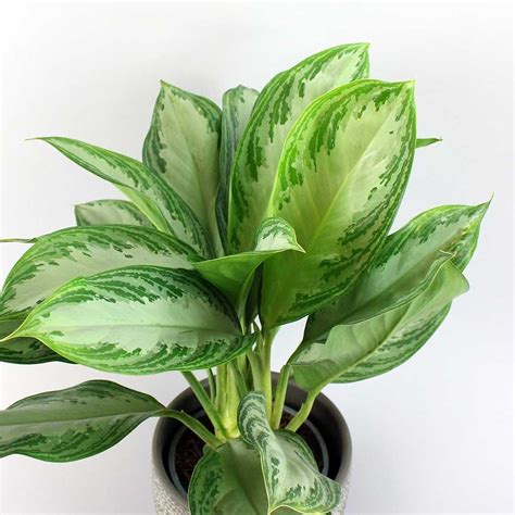 Shop Chinese Evergreen Silver Bay At Low Prices Online Bloombox Club