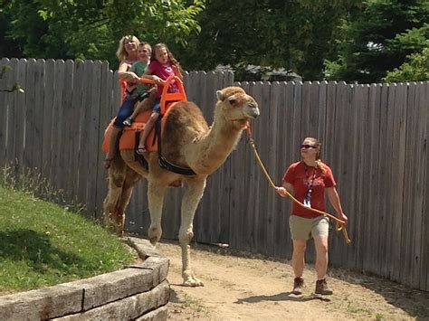 When my father was 31 i was 8. Camel Rides at the Creation Museum | Answers in Genesis