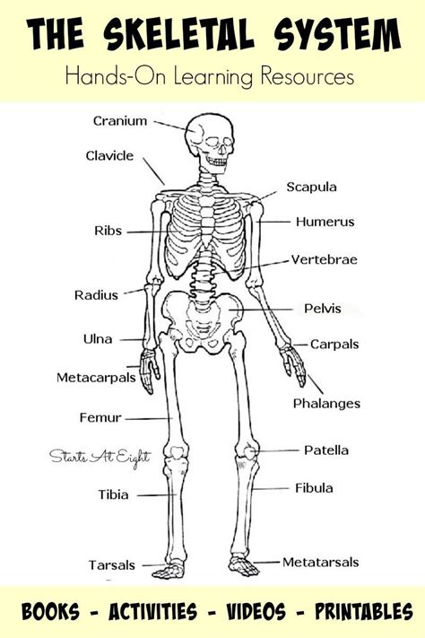 Have participants write on their worksheet or share out loud the following question(s). Human Skeleton Printable Worksheet | Printable Worksheets