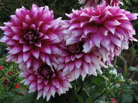 Dahlias Mexicos National Flower Unesco Heritage Site Columbian