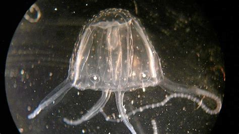 Irukandji Jellyfish Victim Released From Hospital The Courier Mail