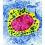 Mast Cell  Stock Image P266/0070 Science Photo Library