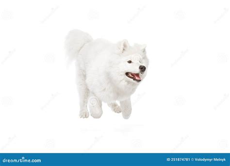 Portrait Of Breed Dog Fluffy Snow White Samoyed Husky Isolated On