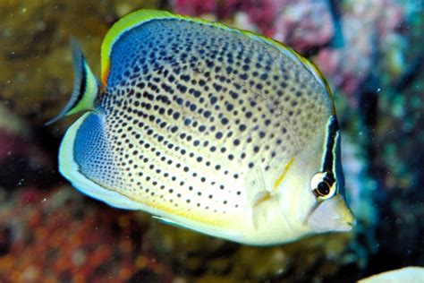 The Spotted Butterflyfish - Whats That Fish!
