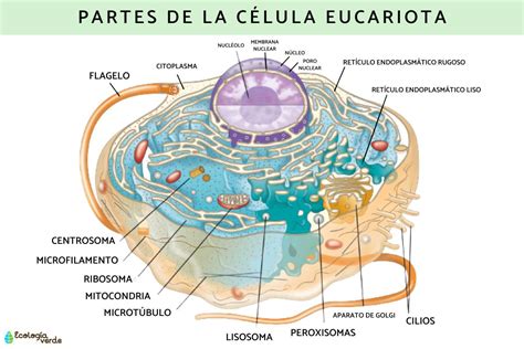 Célula Eucariota Características Y Sus Partes Resumen Con Esquemas