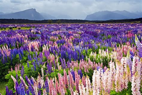 Free Wallpaper Background Flower Field Russell Lupins