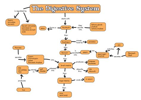 12 Digestive System Worksheet Answer Key Free Pdf At