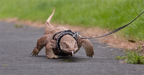 Pet Lizard Goes On Walks With Owners Just Like Dogs Do Metro News