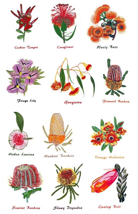 A Z Of Australian Native Plants Botanical Print Hand Drawn Australia