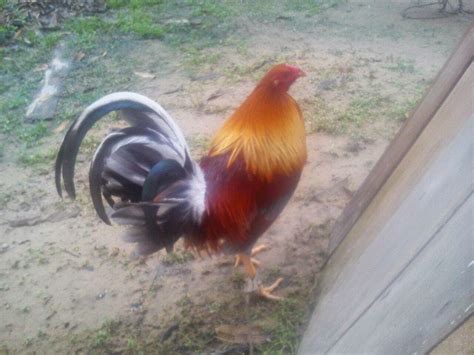 Gambar ayam ayam jago bangkok dan ayam betina terb. gambar ayam sabung Philipina