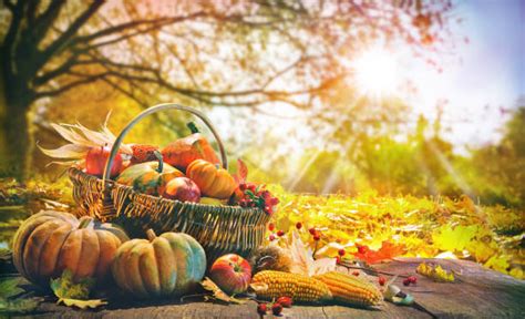 Autumn Harvest Stock Photos Pictures And Royalty Free Images Istock