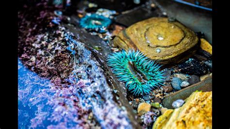 Cabrillo Beach Tide Pools San Pedro Youtube