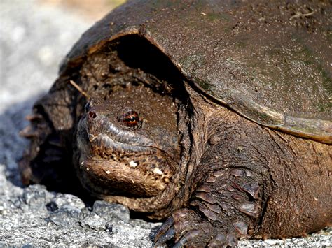 Common Snapping Turtle Found In The Florida Rherpetology