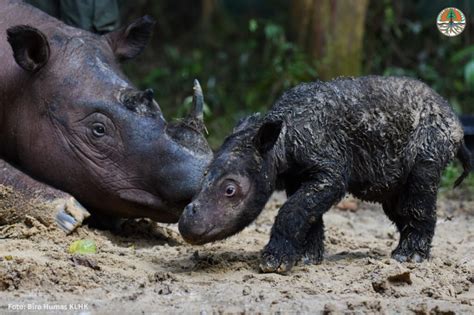 Sumatran Rhino Birth Brings New Hope For The Species International