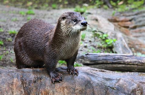 Watch Otters Spotted Swimming In The Water Of Leith Edinburgh News
