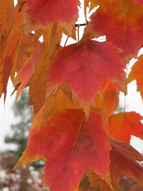 Acer Rubrum Red Sunset ® Boething Treeland Farms